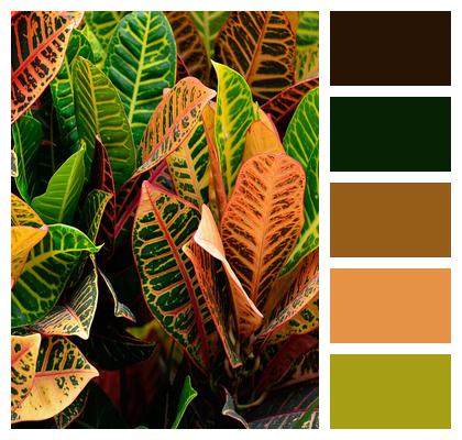 Garden Croton Plant Vibrant Image